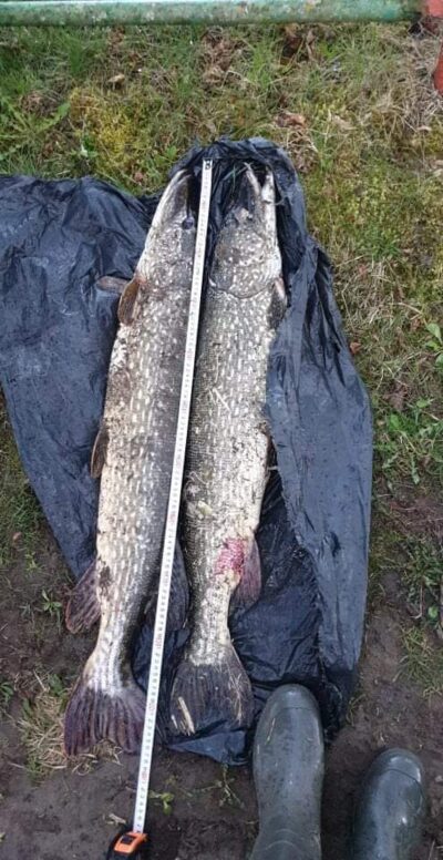 Northern Pike, 9.0 kg