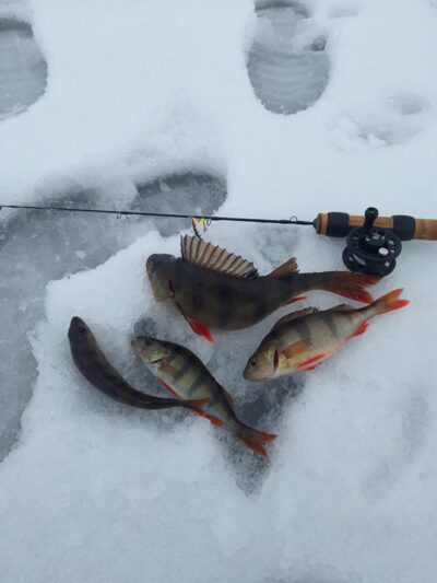 Eurasian perch — Arinas