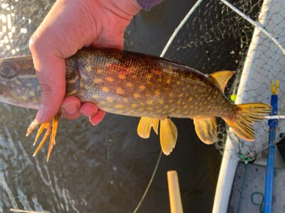 Northern Pike — Mūšėjus