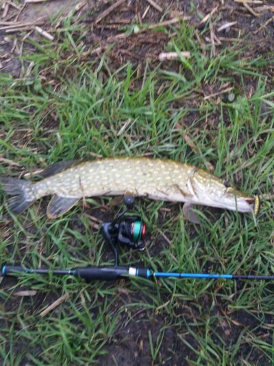 Northern Pike