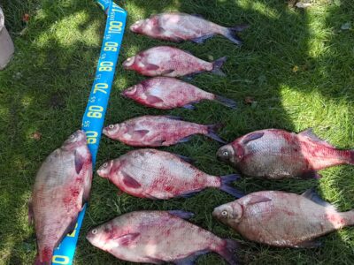 Carp bream ×5 — Kuršių