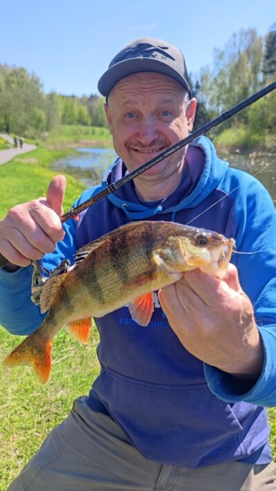 Eurasian perch