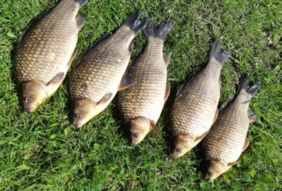 Prussian carp ×5 — Užvenčio