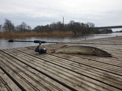 Northern Pike, 1.7 kg — Minija