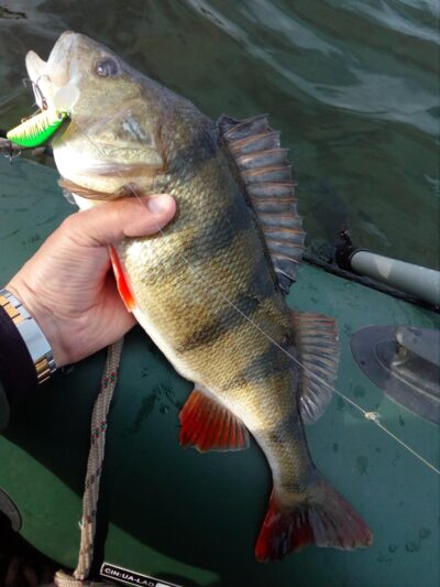 Eurasian perch, 0.9 kg — Luodis