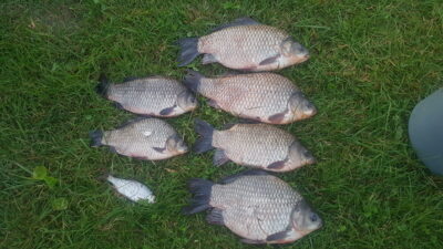 Prussian carp ×6