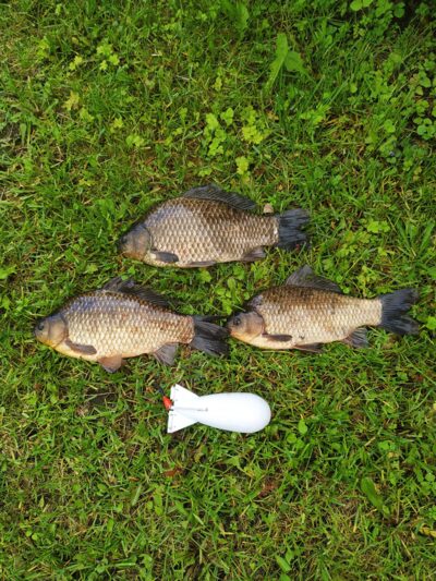 Prussian carp ×3 — Dvariukų