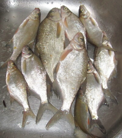 Silver Bream ×10 — Pakumulšių II-asis