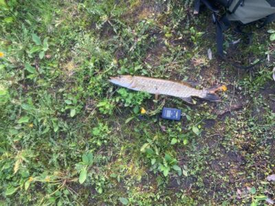 Northern Pike, 0.9 kg — Mūšėjus