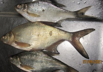 Carp bream ×3 — Pakumulšių II-asis