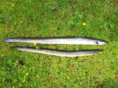 European eel ×2