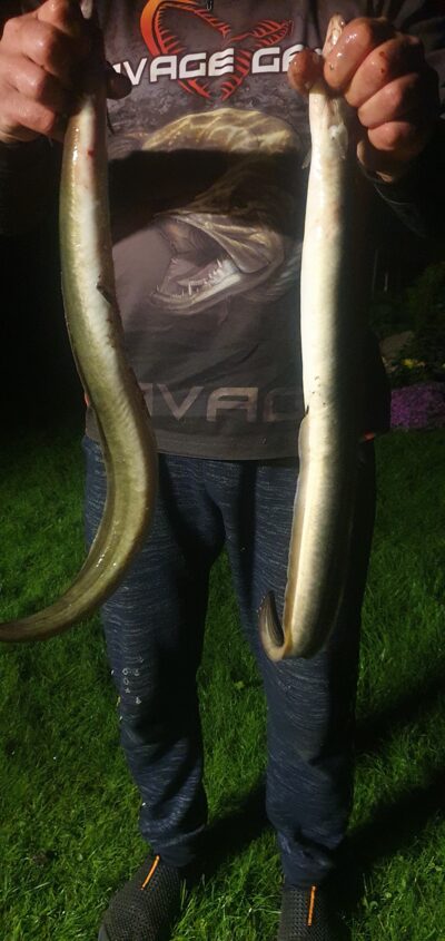 European eel