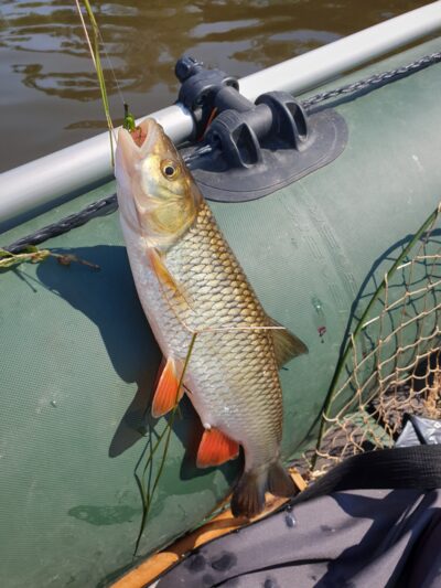 chub, 0.5 kg