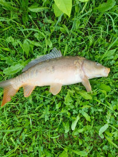 Carp