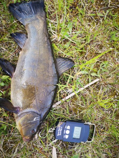 Tench, 1.1 kg
