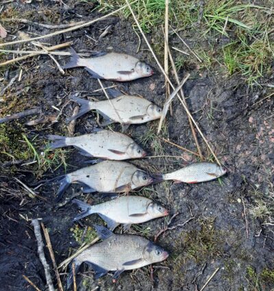Carp bream ×6 — Paršežeris