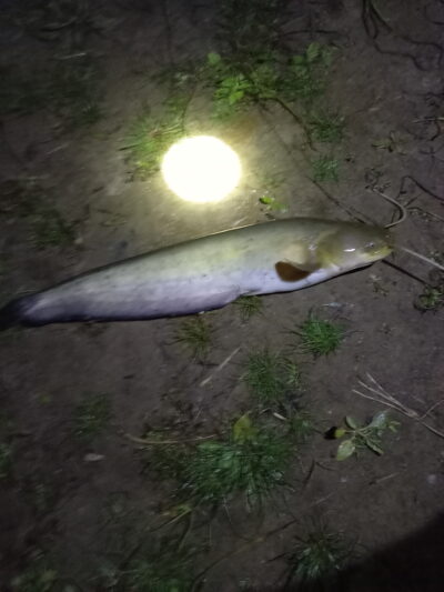 Wels catfish — Neman River