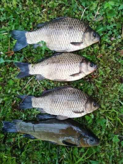 Prussian carp ×3 — Sartai