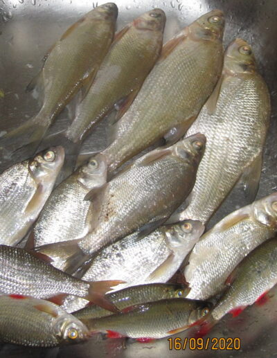 Silver Bream ×9 — Pakumulšių II-asis