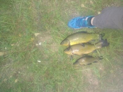 Tench ×3