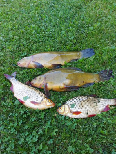 Tench