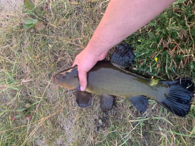 Tench, 0.7 kg — Leliūnų