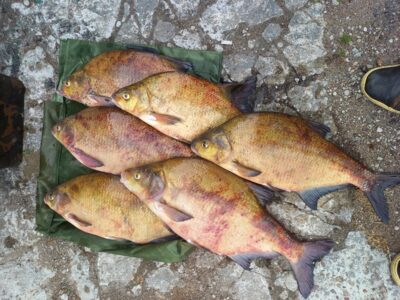 Carp bream ×6 — Karklėnų