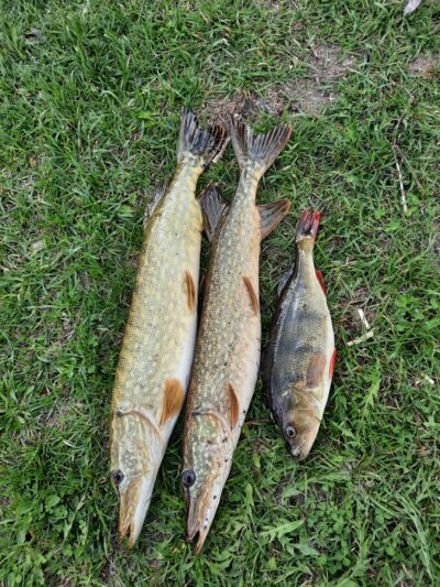 Northern Pike ×2 — Stirniai