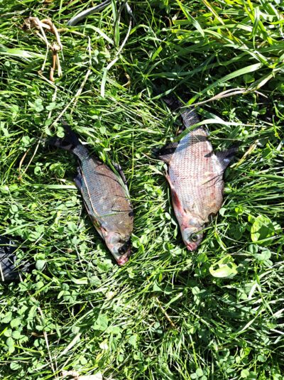 Carp bream ×2
