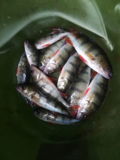Eurasian perch ×12 — Sartai