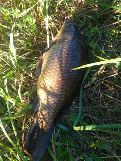 Prussian carp, 0.9 kg