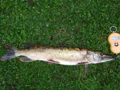 Northern Pike, 1.4 kg — Sartai