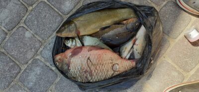 Prussian carp — Lygudų