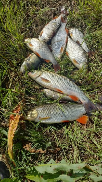 chub ×2 — Neman River