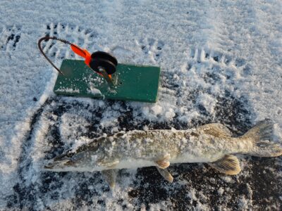 Northern Pike