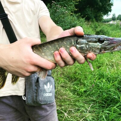 Northern Pike ×2