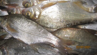 Carp bream ×15 — Pakumulšių II-asis