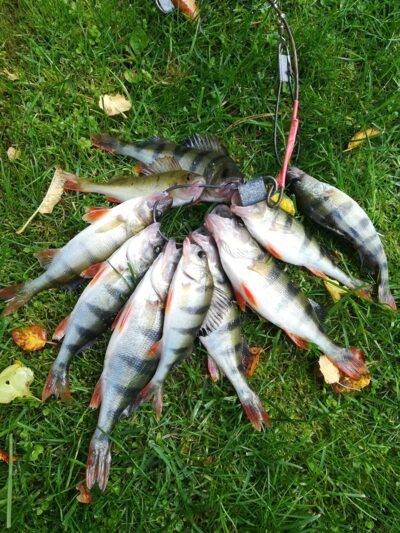 Eurasian perch — Sartai