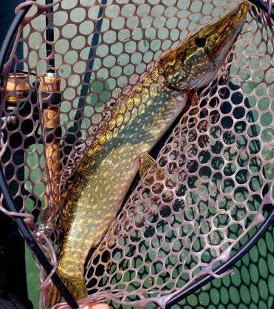 Northern Pike, 1.3 kg — Šventoji