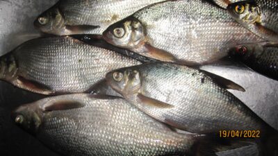 Carp bream ×8