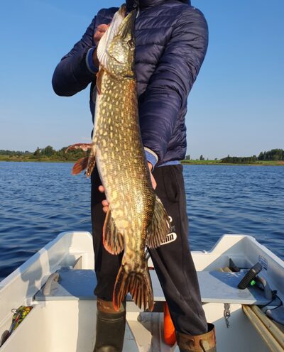 Northern Pike — Gudelių
