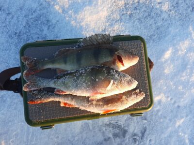 Eurasian perch ×3