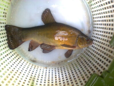 Tench