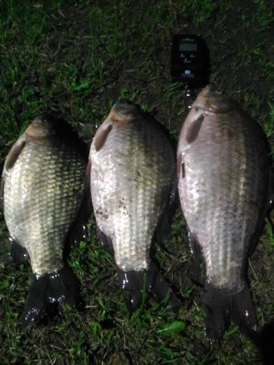 Prussian carp, 1.2 kg