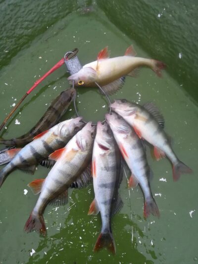 Eurasian perch ×7 — Sartai