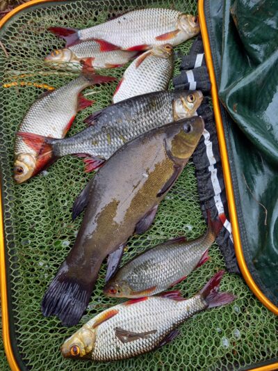 Tench