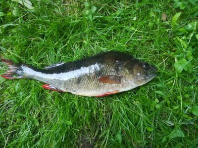 Eurasian perch — Zalvė
