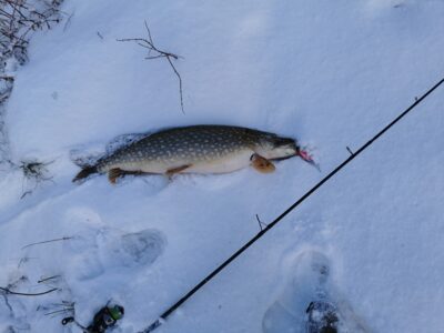Northern Pike
