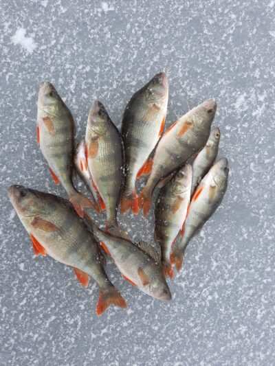 Eurasian perch ×10
