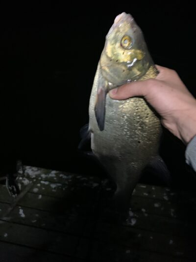Carp bream, 0.9 kg — Dviragis